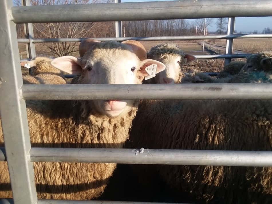 chargement de nos agneaux de marché en route vers la vente sur notre camion