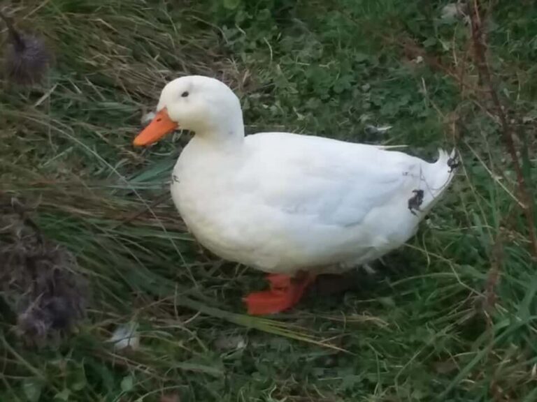 Canard de Pékin dans l'herbe