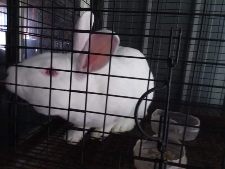 Lapin blanc de Nouvelle-Zélande reniflant le bord de la cage