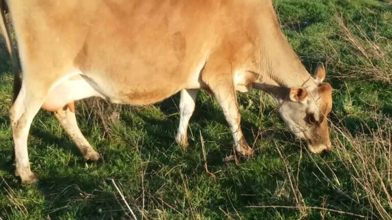 Vache Jersey broutant au début du printemps