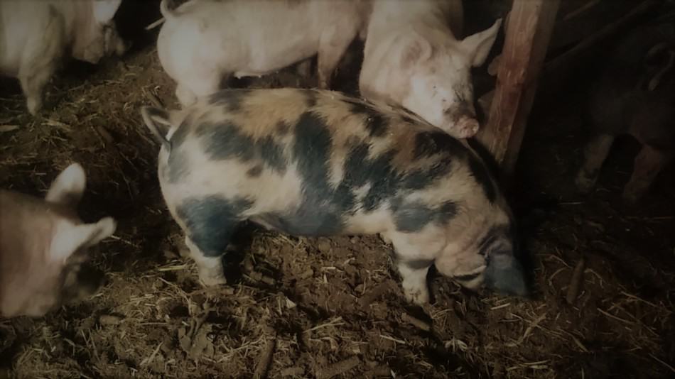 Porcs de marché fouillant dans la litière