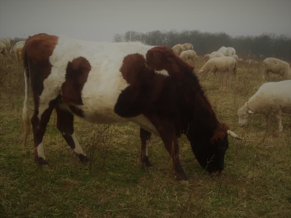 vache à cornes brunes et blanches broutant avec des moutons