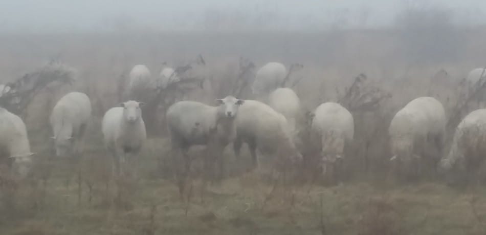 agnelles en âge de reproduction au pâturage