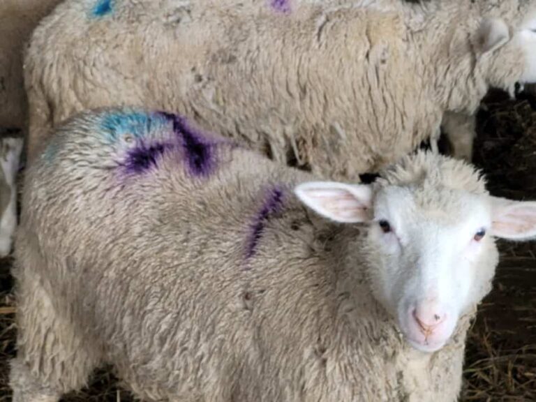 agneau avec des taches de peinture bleues et violettes sur sa laine