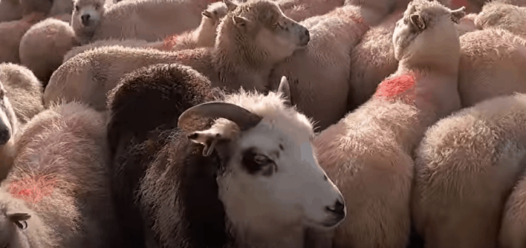 moutons dans un enclos de rassemblement, image de The Sheep Game (YouTube)