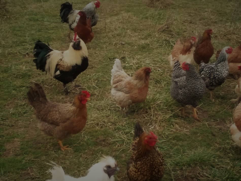 Troupeau de poules mixtes dans la cour