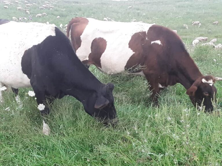 Vaches mangeant de l'herbe, remarquez les moutons en arrière-plan.