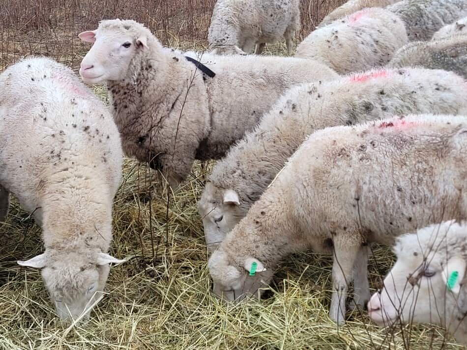 bélier à face blanche avec des brebis qui mangent du foin