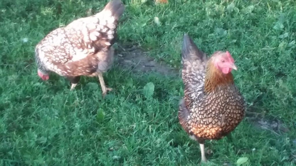 Deux poules Wyandotte, l'une à lanières dorées, l'autre à lanières argentées.