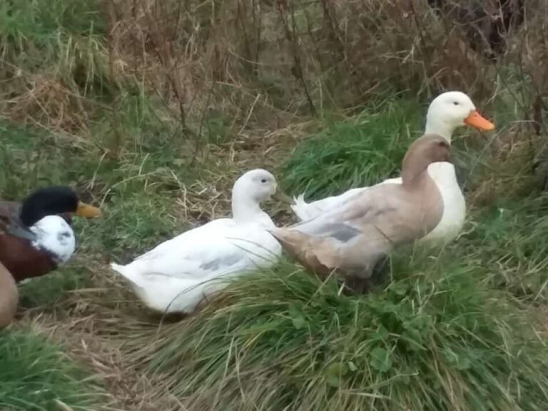 canards de race mixte dans l'herbe