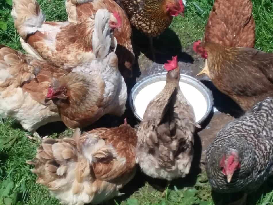 des poulets intéressés par une casserole de lait