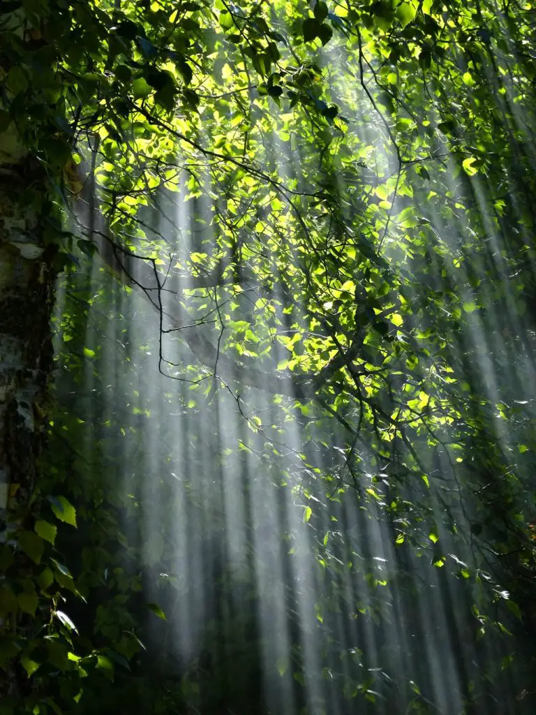 Filtrage de la lumière à travers les arbres