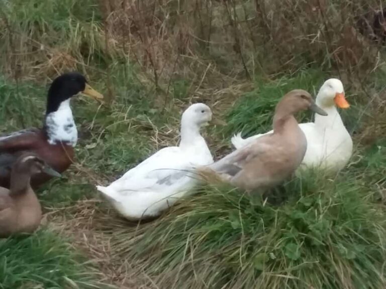 groupe de canards croisés dans l'herbe