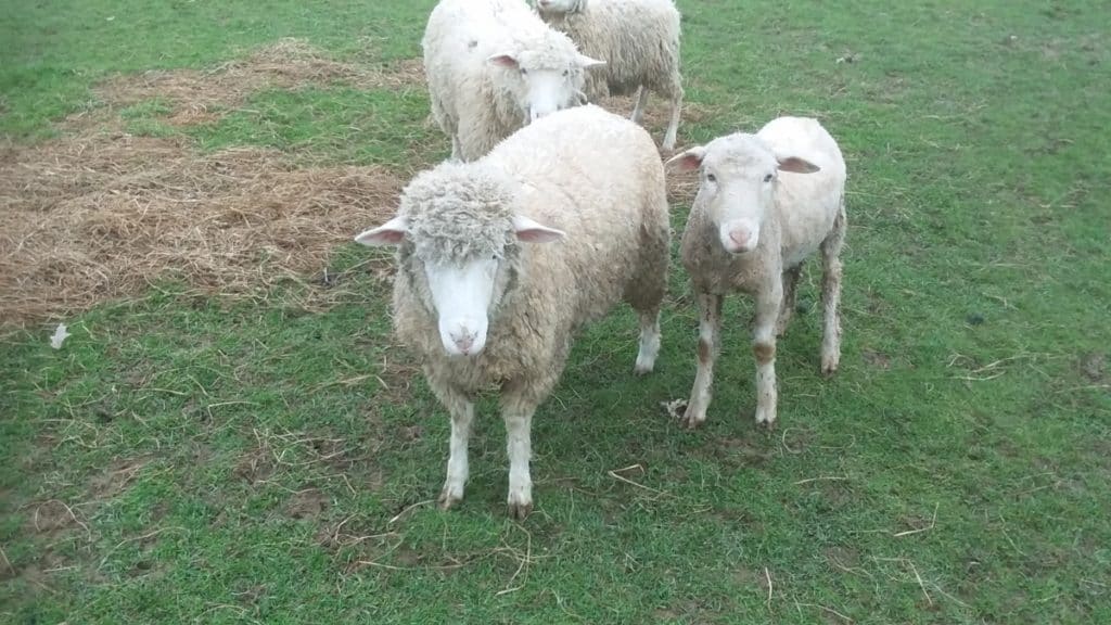 Les moutons de même taille ont une apparence très différente une fois tondus. Les deux moutons de devant ont une taille très similaire.