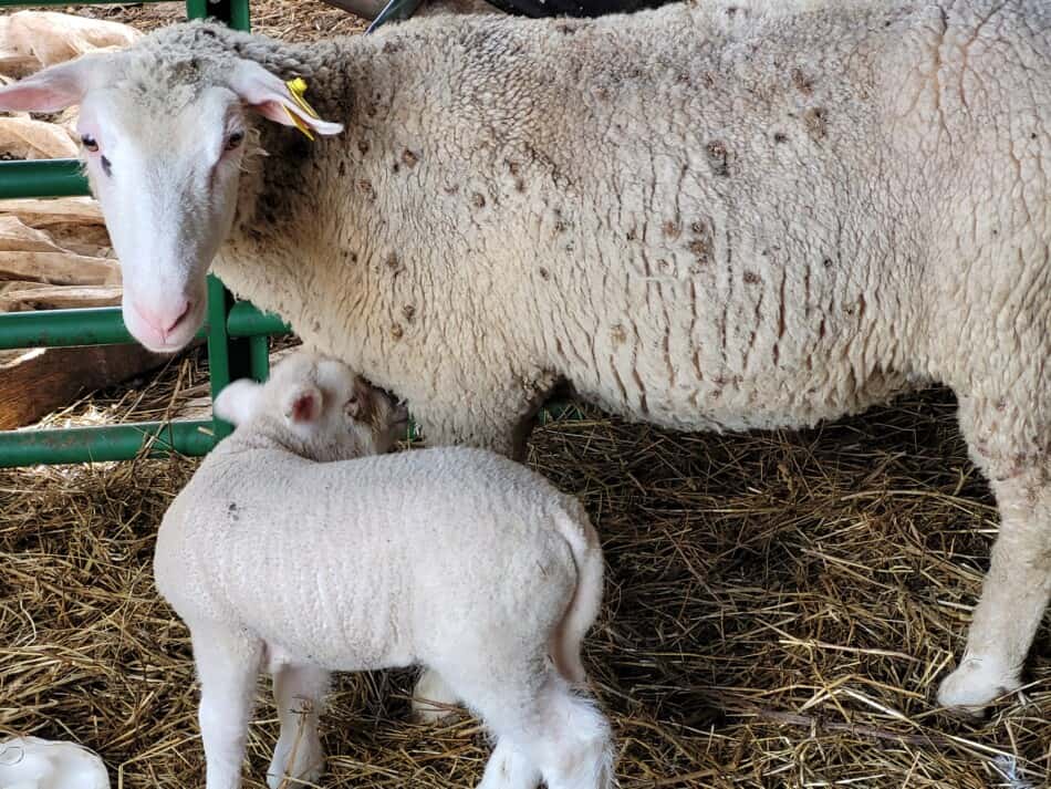 brebis et agneau dans la grange