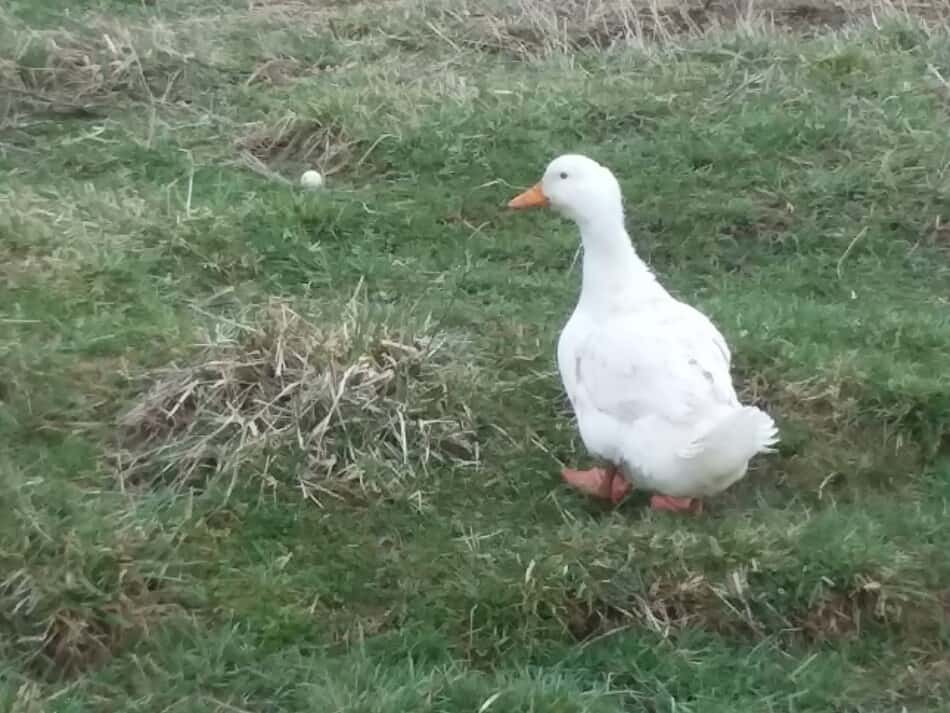 Canard de Pékin marchant dans l'herbe