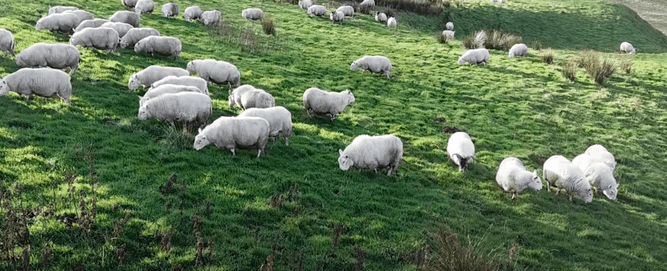 Mules Cheviot broutant en Écosse, image tirée de The Sheep Game (YouTube)