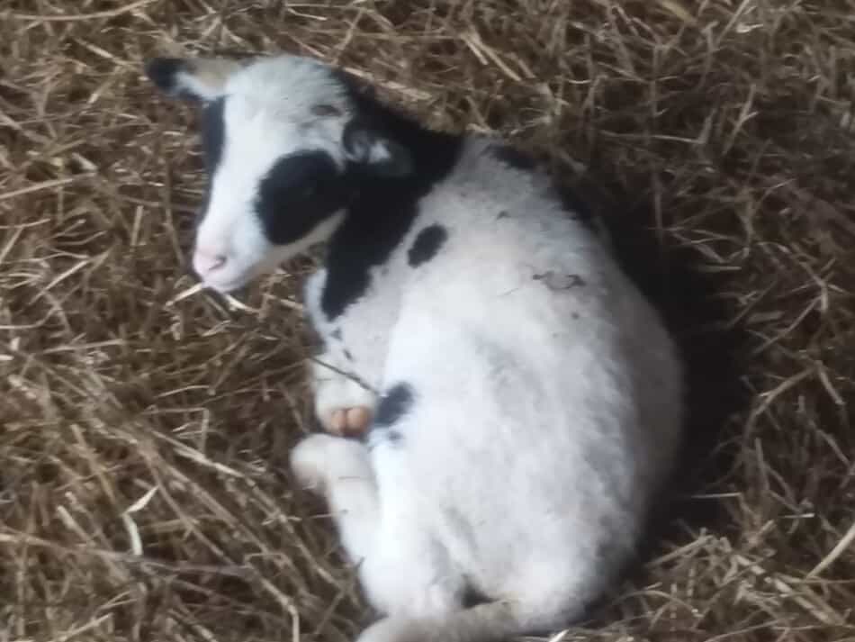 agneau noir et blanc assis dans la paille