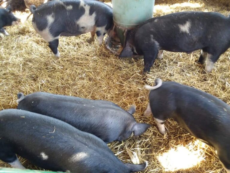 cochons noirs sur litière