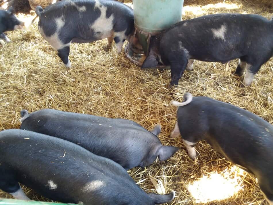 cochons mangeant dans une mangeoire à roue