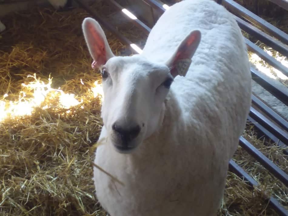 Brebis Cheviot à la foire, regardez son corps large et sa nature alerte.