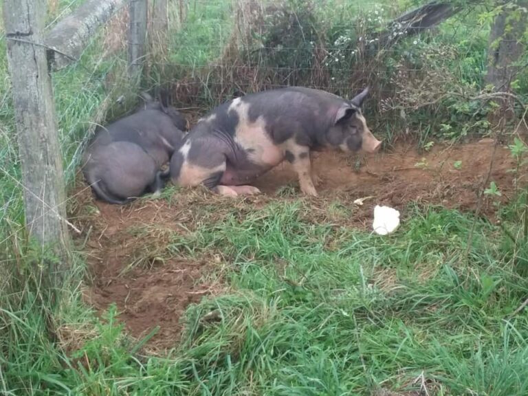 deux cochons au pâturage