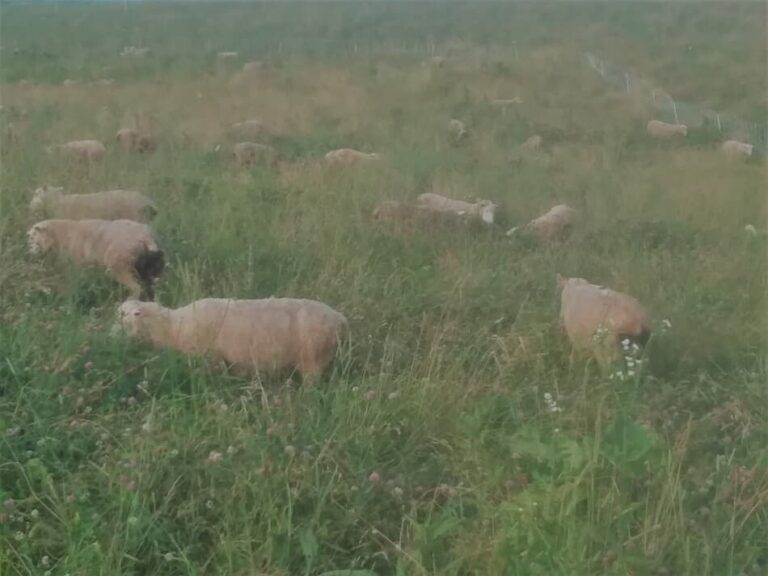 pâturage de moutons dans l'Ohio en juillet