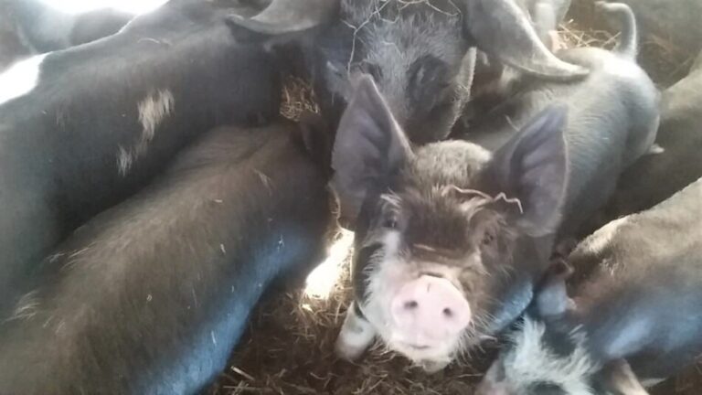 Cochons croisés Berkshire en train de manger, l'un d'eux regardant vers la caméra