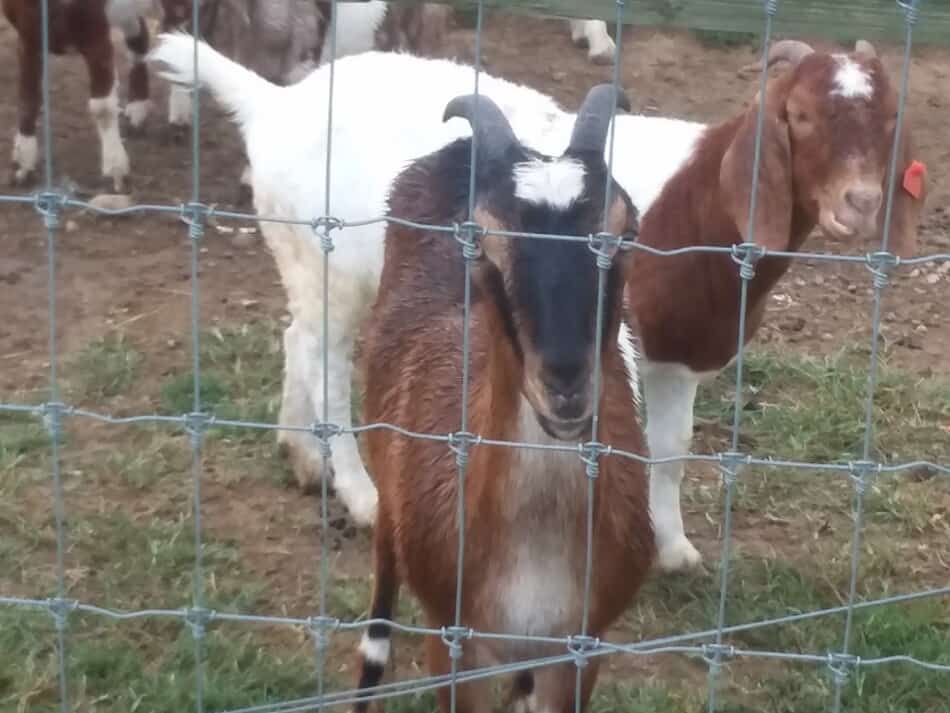 deux chèvres dans un pâturage