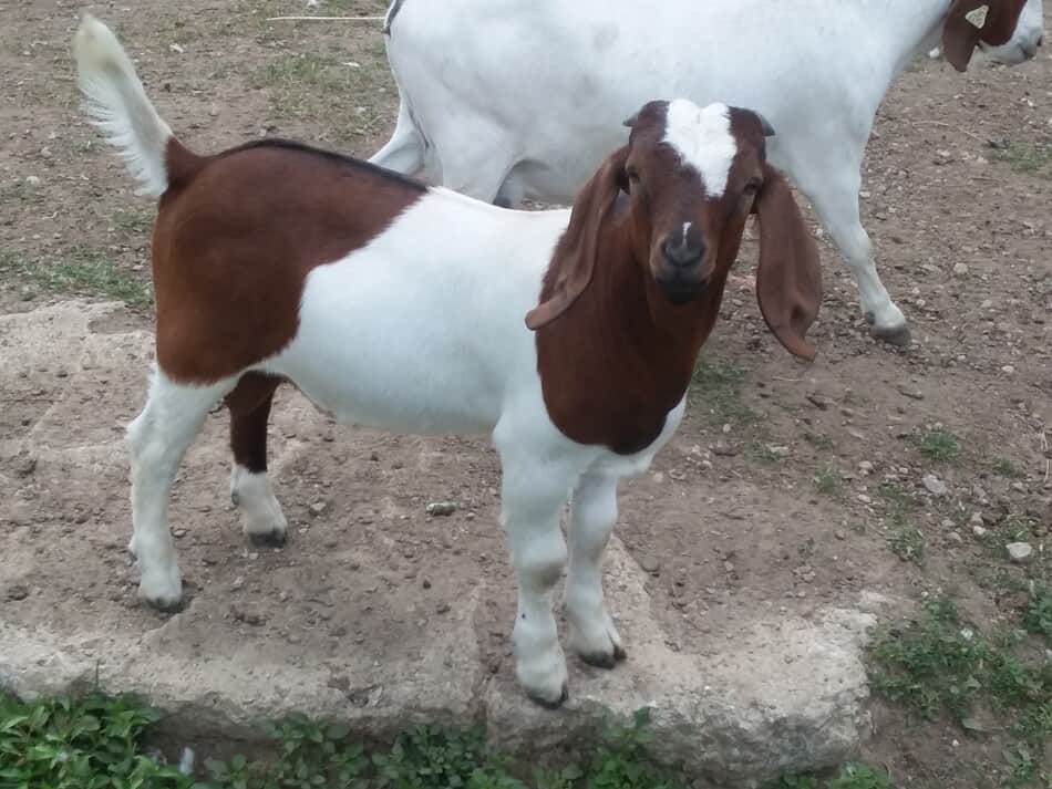 Chevreau Boer de taille commerciale