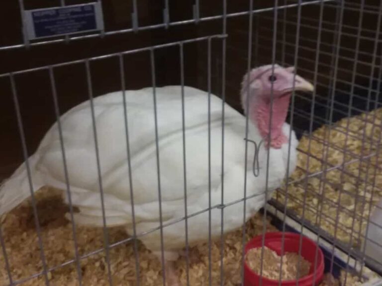 dinde blanche dans un enclos à la foire du comté