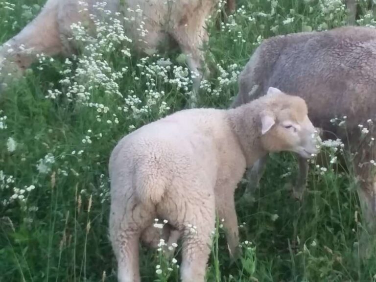 agneau bélier mangeant de l'herbe