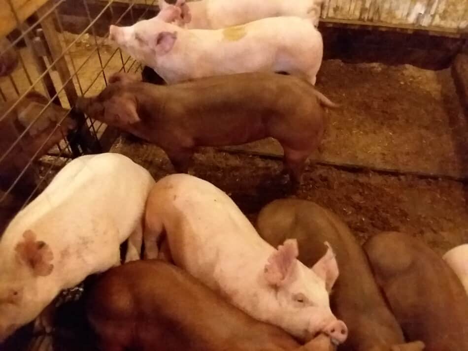 cochons d'engraissement rouges et blancs aux enchères