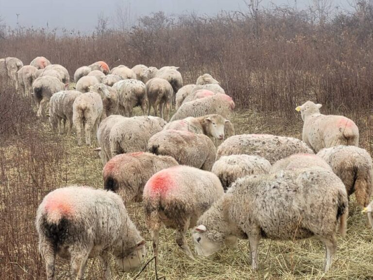 brebis broutant du foin en hiver