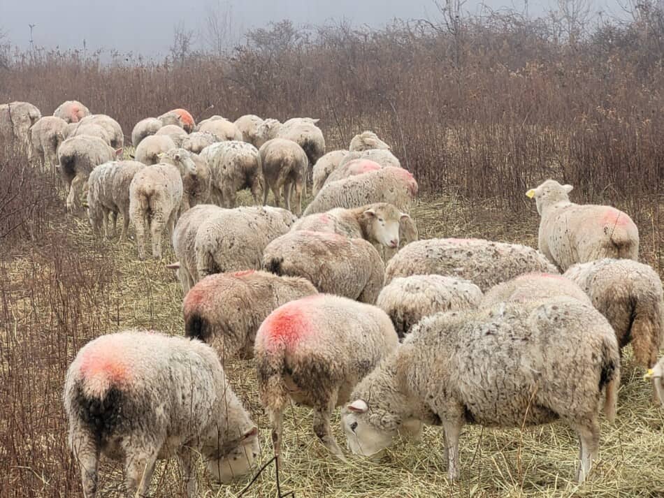 moutons mangeant du foin un jour de pluie