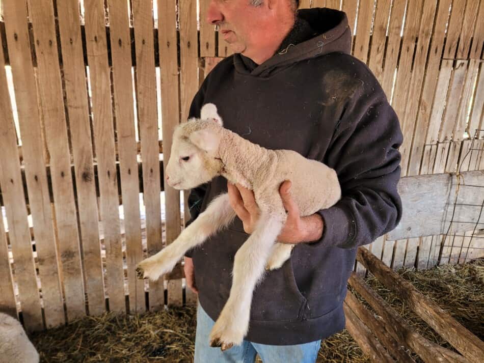 homme en sweat à capuche tenant un jeune agneau dans une grange