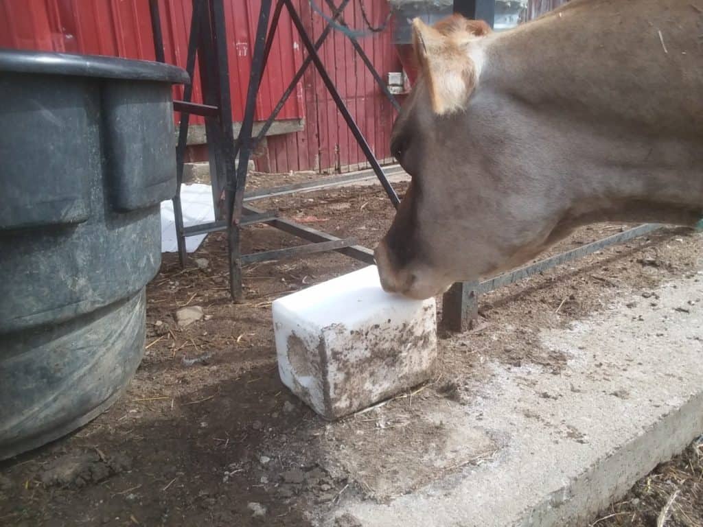 Vache Jersey léchant le bloc de sel.