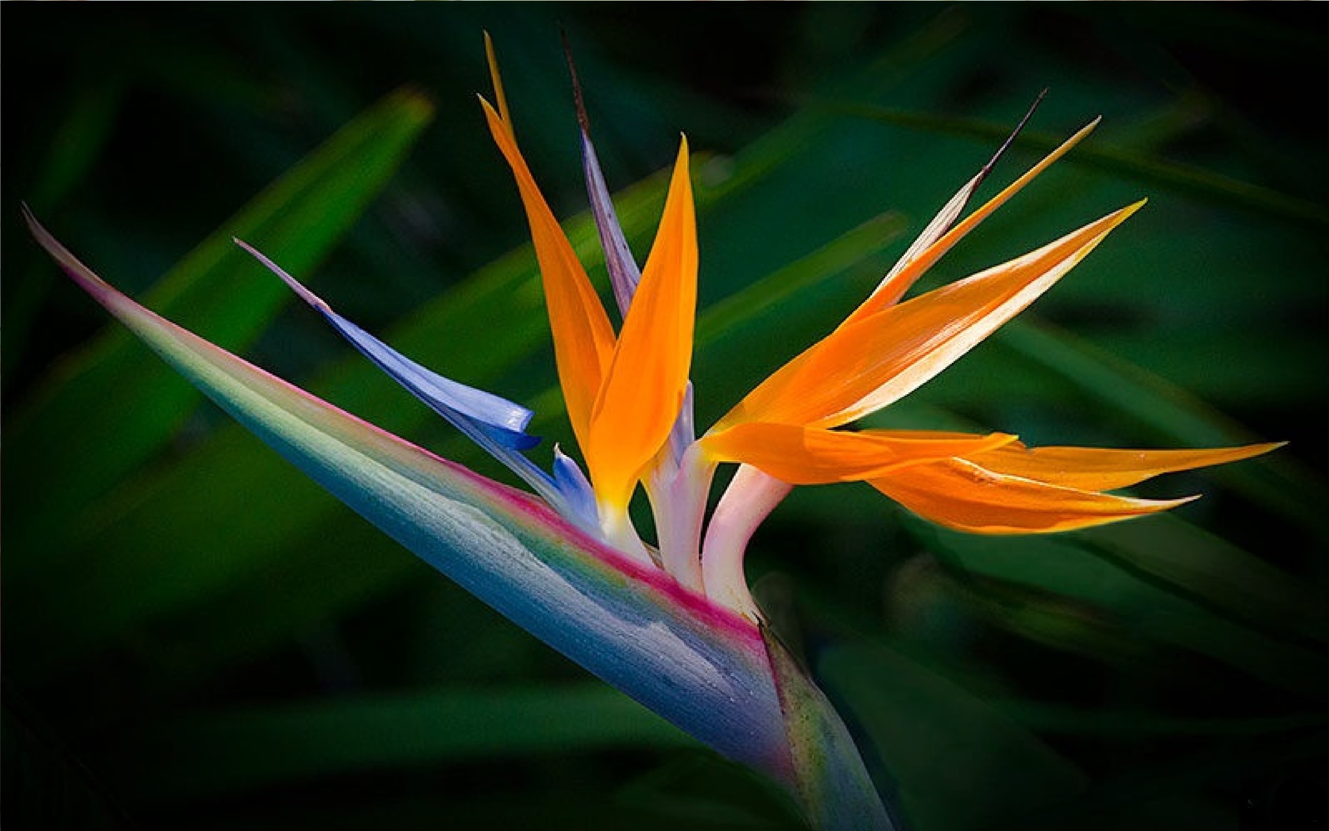 Soins de la plante oiseau de paradis