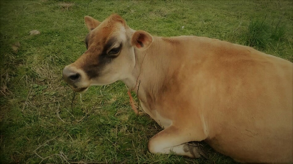 Aleene, notre vache familiale, se détend au soleil et rumine