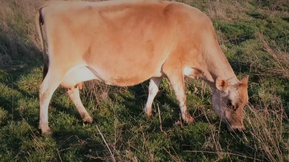 Aleene, une vache Jersey, en train de paître début avril