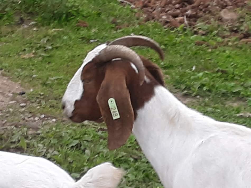 L'une de nos nourrices Boer avec son étiquette individuelle visible. L'autre oreille porte son étiquette d'identification du troupeau.