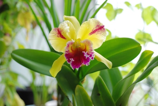 Orchidée Cattleya