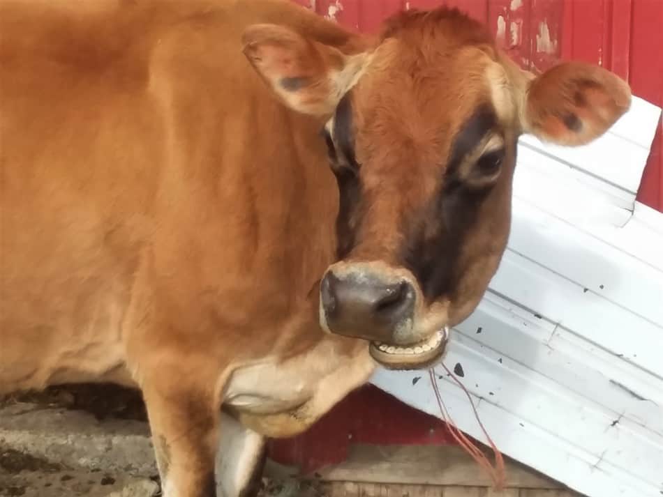 notre vache laitière familiale Aleene rumine, c'est une vache Jersey, regardez attentivement et vous pouvez voir ses dents