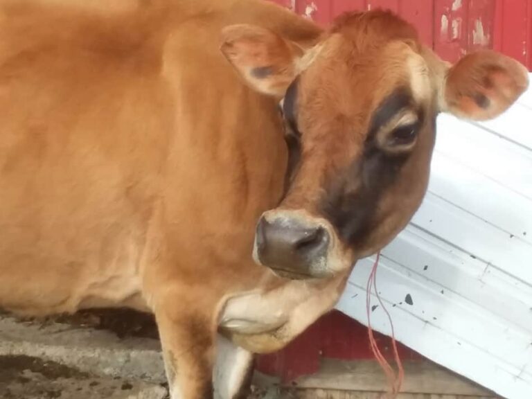 notre vache laitière de la famille Jersey, Aleene, profite du soleil