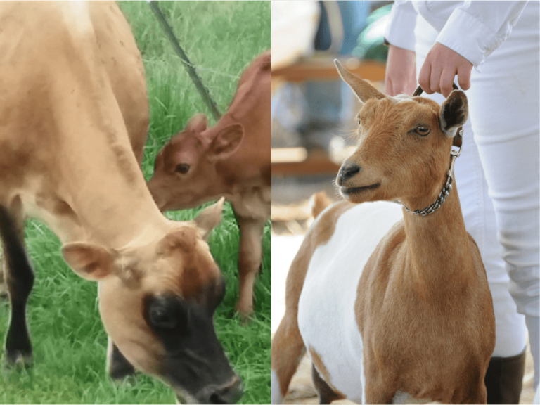 Vache laitière ou chèvre laitière : laquelle choisir ?
