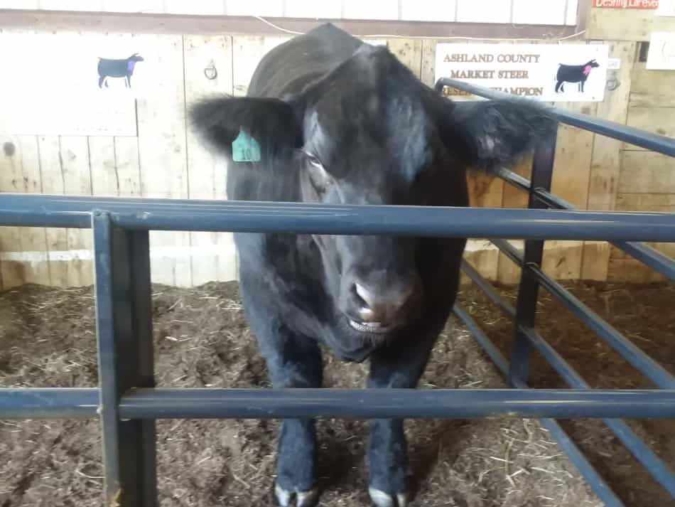 Bœuf de marché à la foire locale