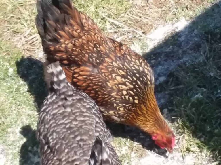 Des poules de basse-cour picorent la terre.