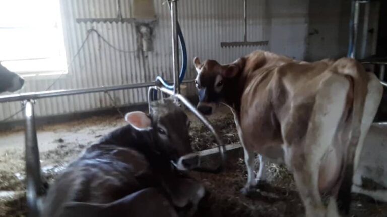 Vaches laitières : une Brown Swiss à gauche et une Jersey à droite dans une salle de traite plate.