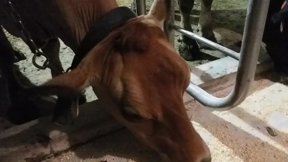 Une vache Jersey dans son stalle mangeant sa ration de céréales.